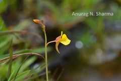 Utricularia bifida